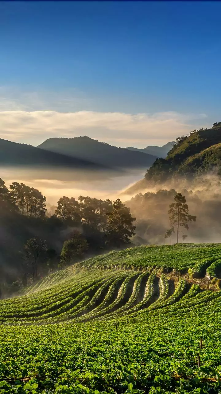 Off season staycations in Coorg coffee estates draw remote workers looking for views