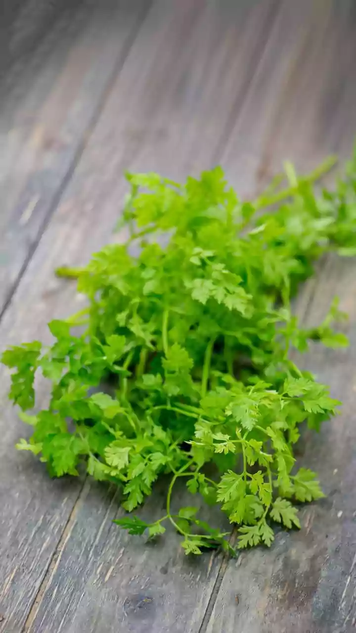 Monsoon And Food Prices: Why Coriander Has Become So Expensive
