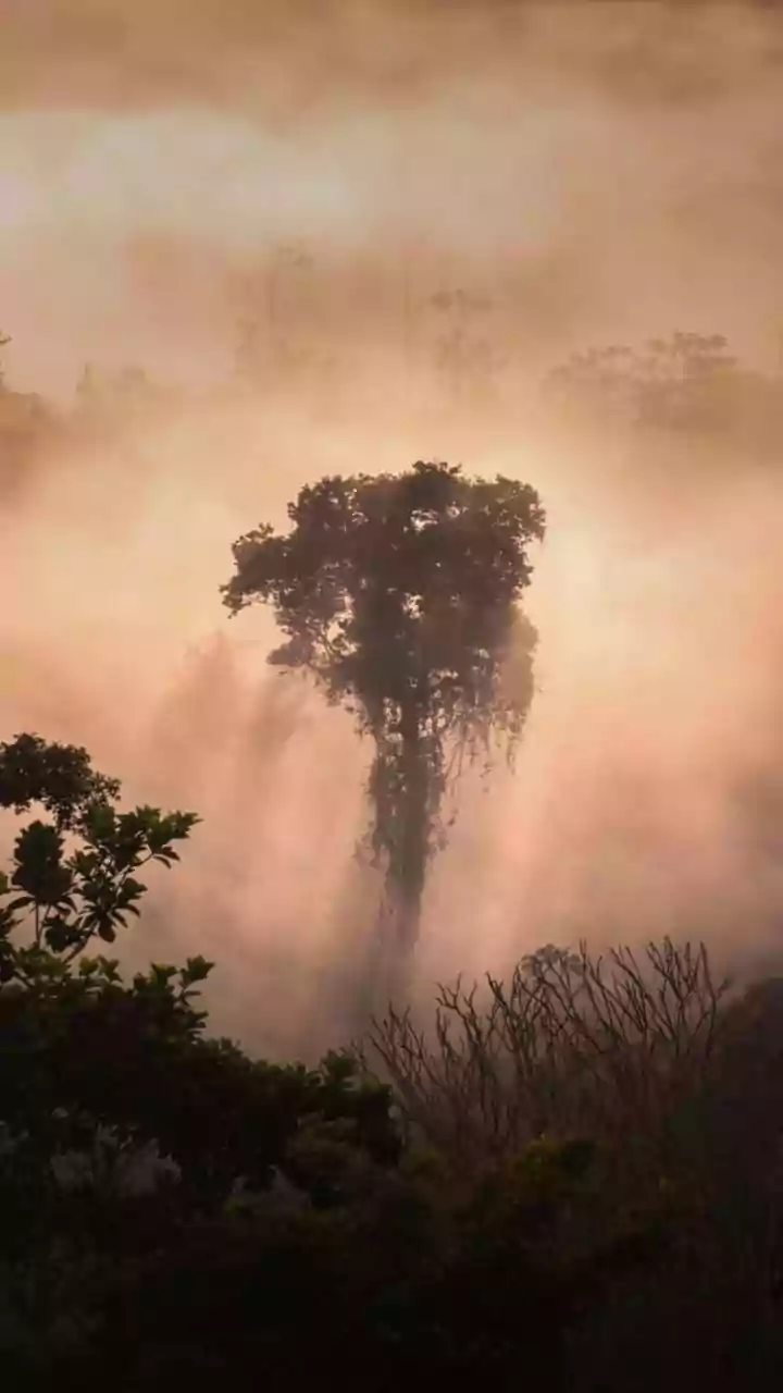 Madhya Pradesh December 22, 2025 Weather Updates: Visibility Drops To 50 Metres As Dense Fog Grips State; Chill To Intensify Further