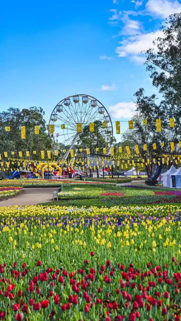 How Weather Impacts Flower Prices During Festivals