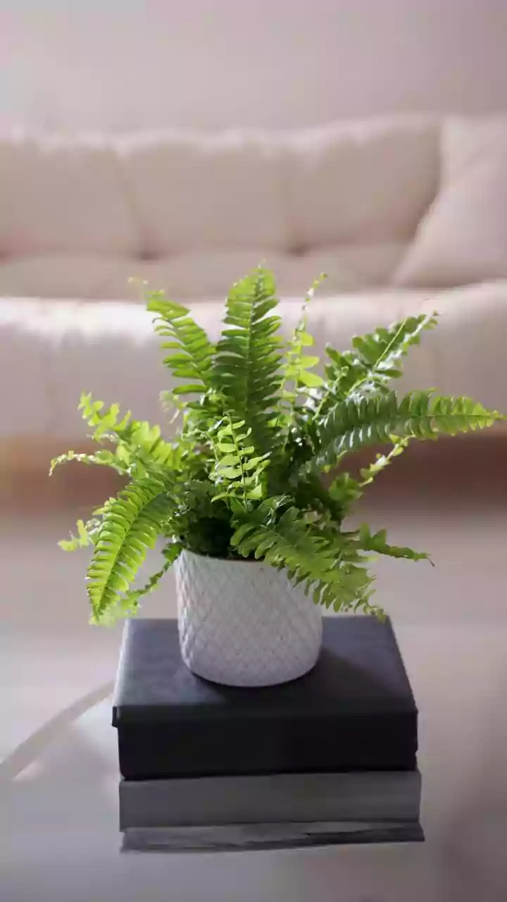 Home Brewed Green Tea Water Is Perfect For Prized Ferns