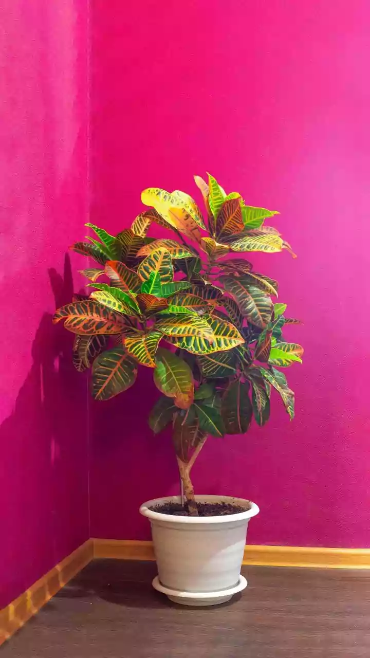 Simple Changes Can Keep Indoor Plants Thriving During Wet Weather