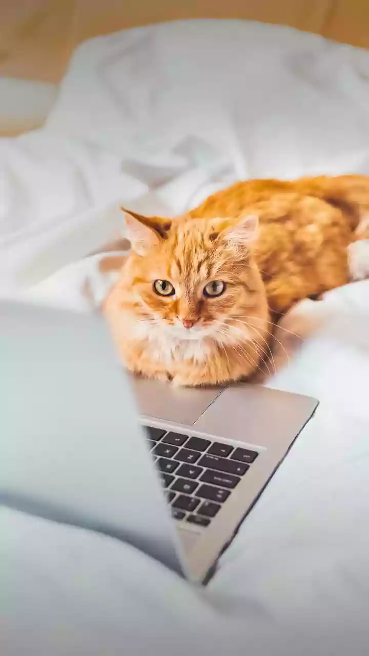 Cold air turns laptops into cats’ favourite warm spots