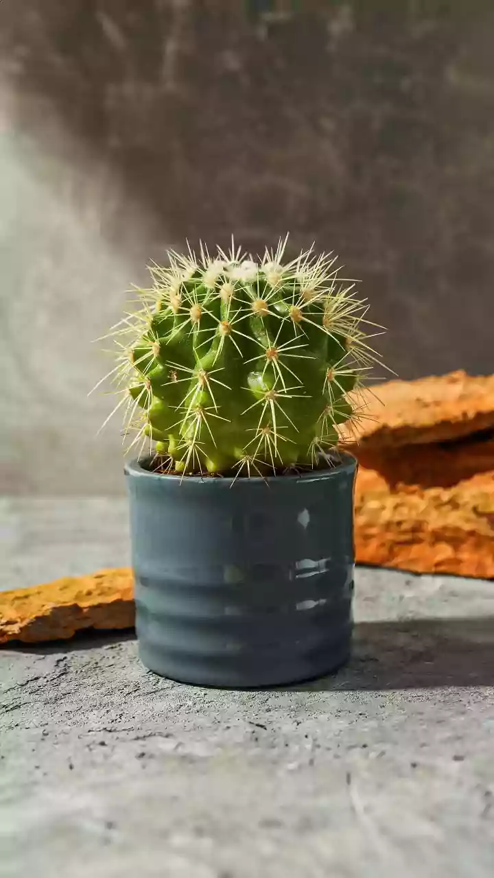 Cactus SOS: Recognizing and Reviving a Failing Succulent