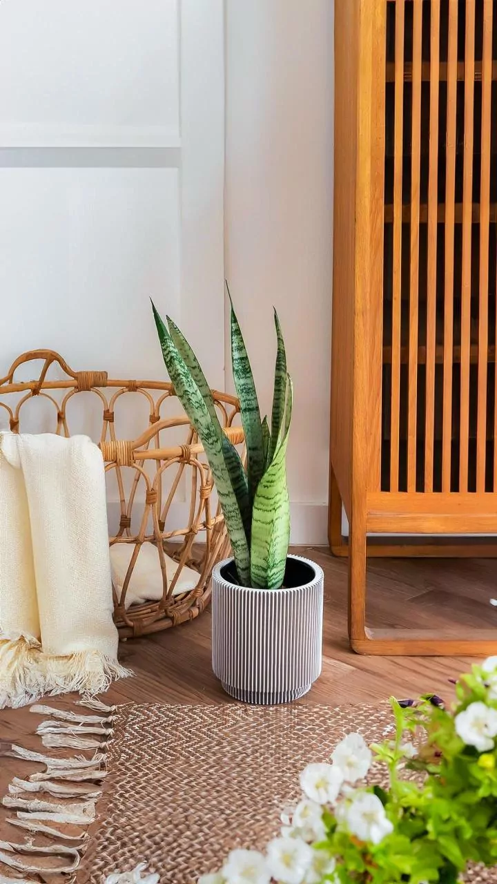 Low-maintenance house plants for small bedrooms: Snake Plants and Peace Lilies for clean indoor air