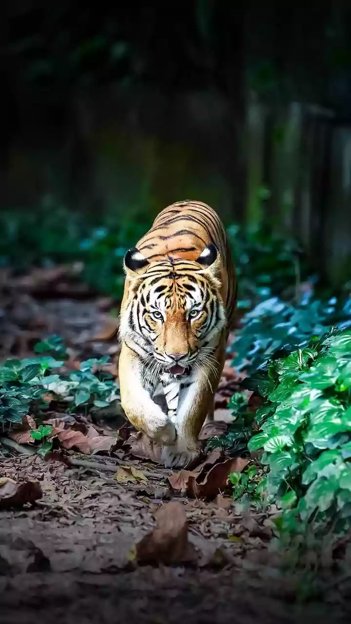 Homem morre após invadir recinto de tigres em zoológico da Inglaterra