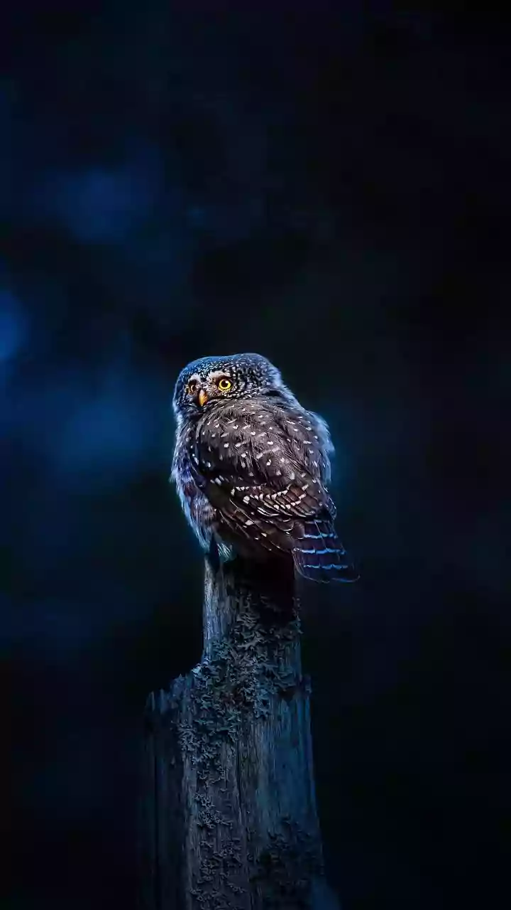 Midnight Melodies: Decoding the Mystery of Nocturnal Birdsong in Urban Jungles