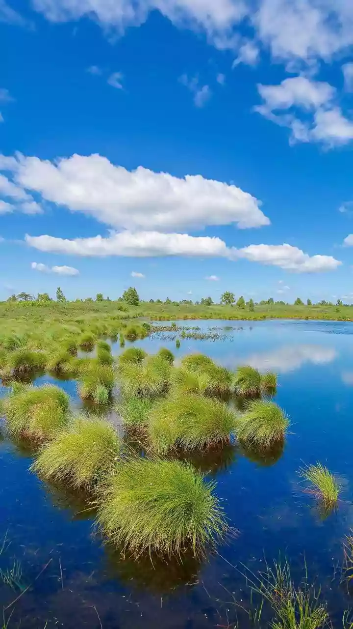 World Wetlands Day 2026: History, Theme And How To Protect Wetlands