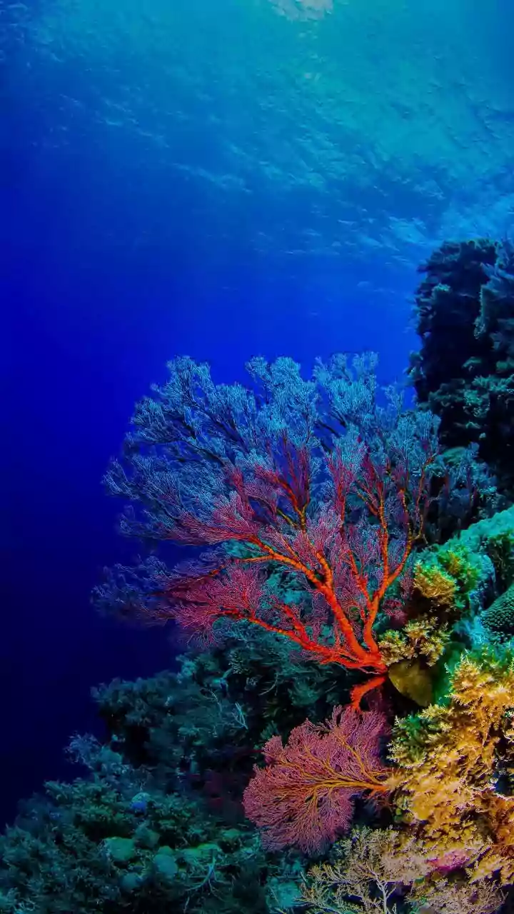 Lakshadweep Introduces Sustainable Travel Protocols To Shield Fragile Reef Marine Life From Over-Tourism