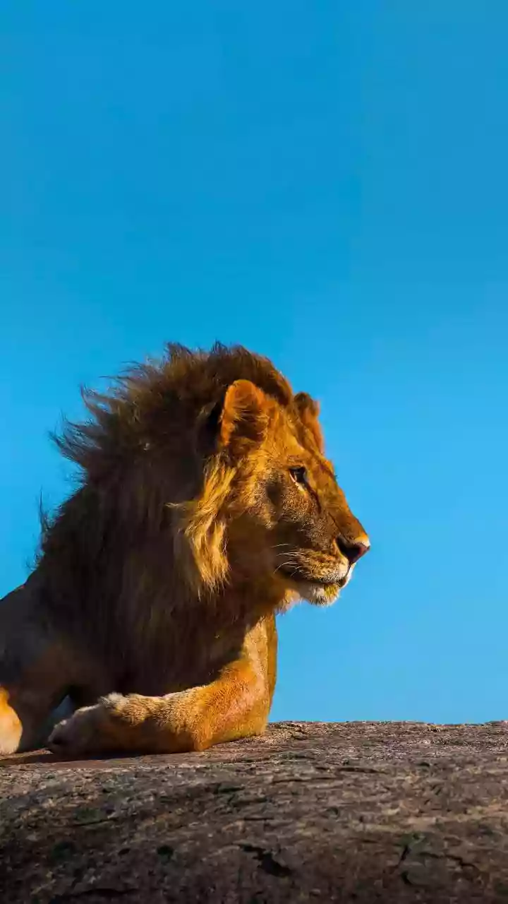 Barda Sanctuary's 17 Lions Highlight The Need For More Than One Lion Habitat