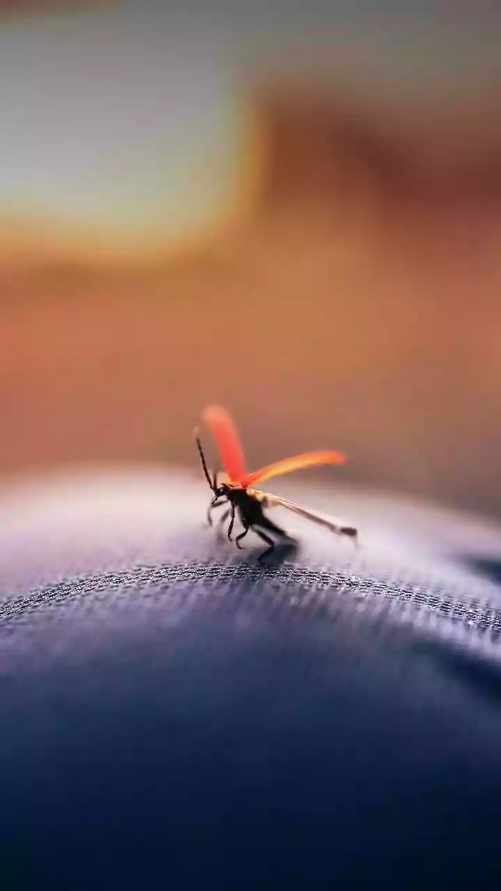 Pak: Hospital data shows 103 mosquito-borne deaths in Sindh in 2025