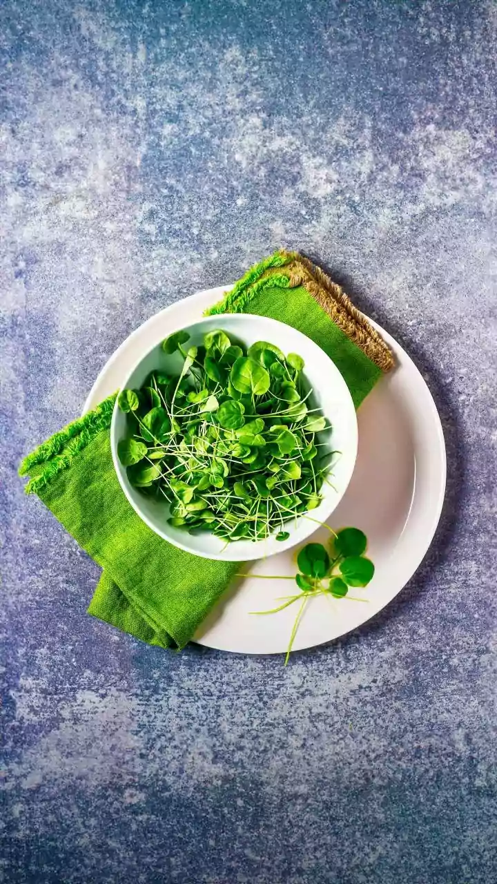 How Apartment Dwellers Harvest Fresh Spicy Mustard Micro-Greens From Simple Windowsill Trays Weekly