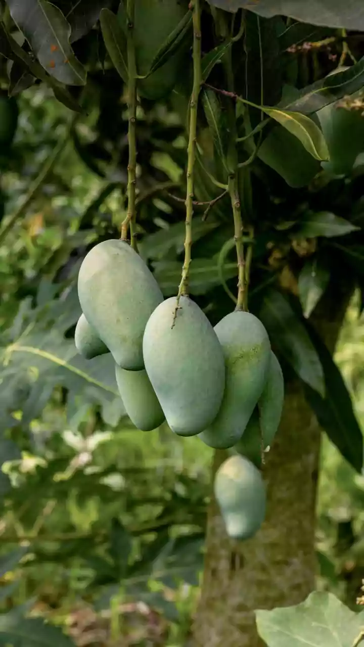 Unseasonal Rainfall and India's Mango Harvest