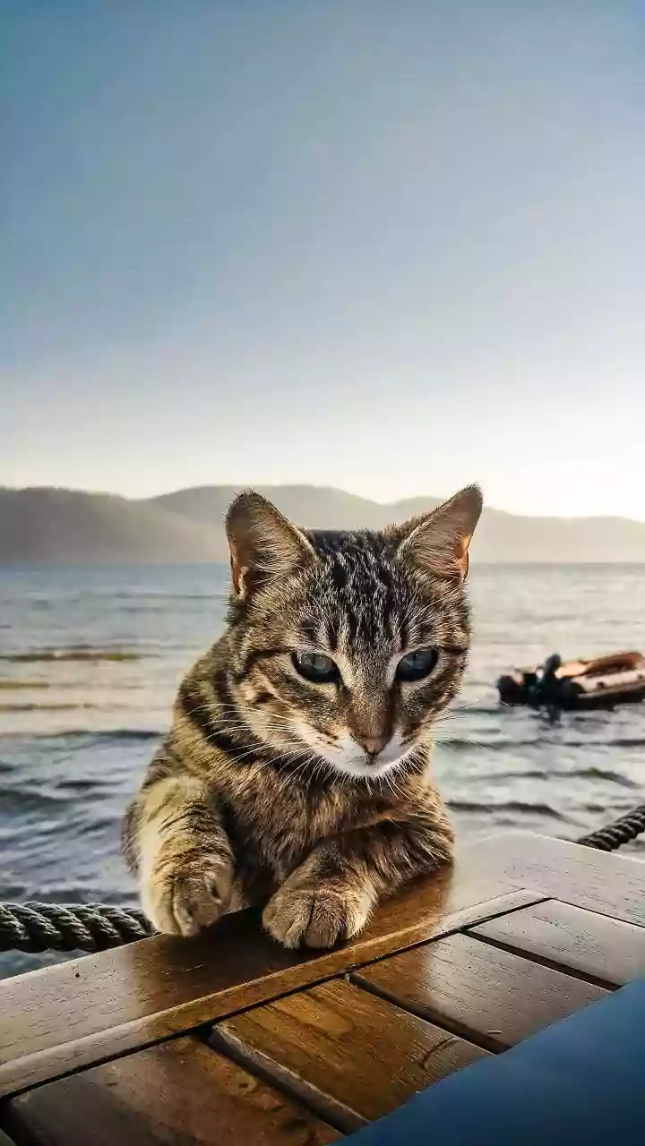 Give Apartment Cats Exercise Installing Floating Wood Wall Bridges