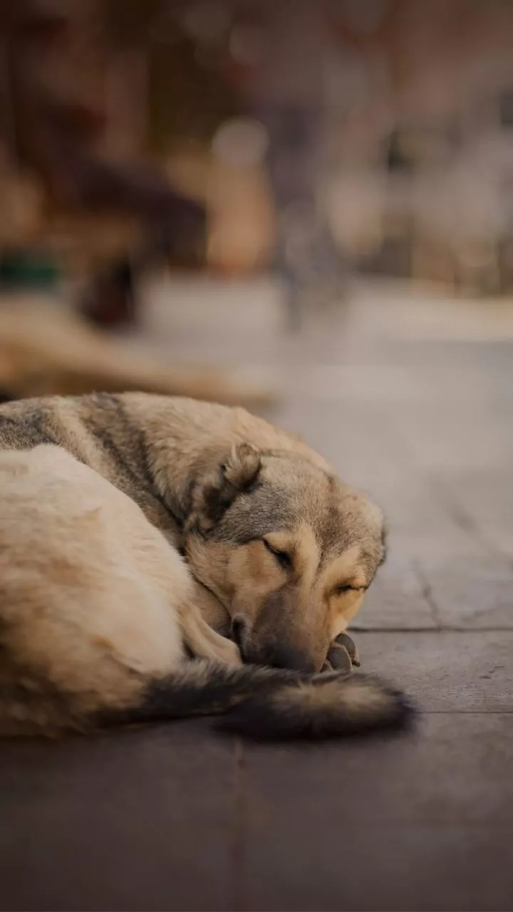 9-year-old girl injured in dog attack in UP's Ballia