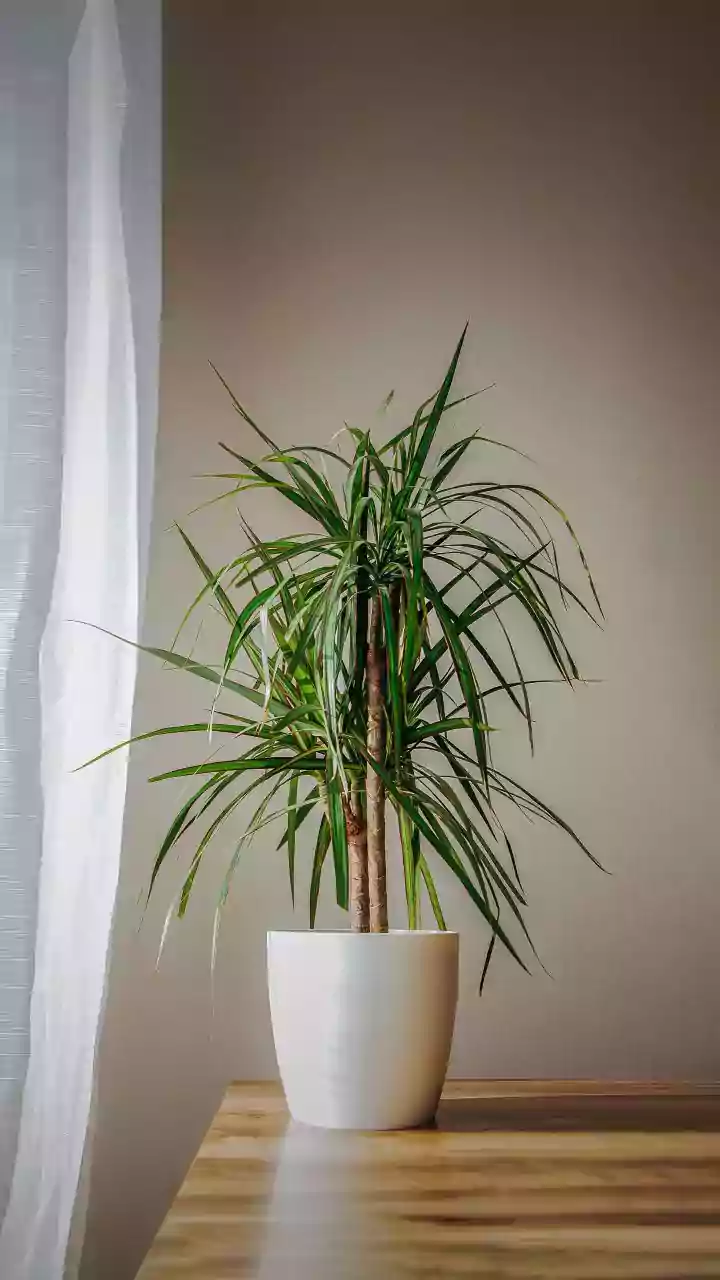Houseplants And Indoor Air Claims: Why Houseplant Benefits Need Realistic Expectations
