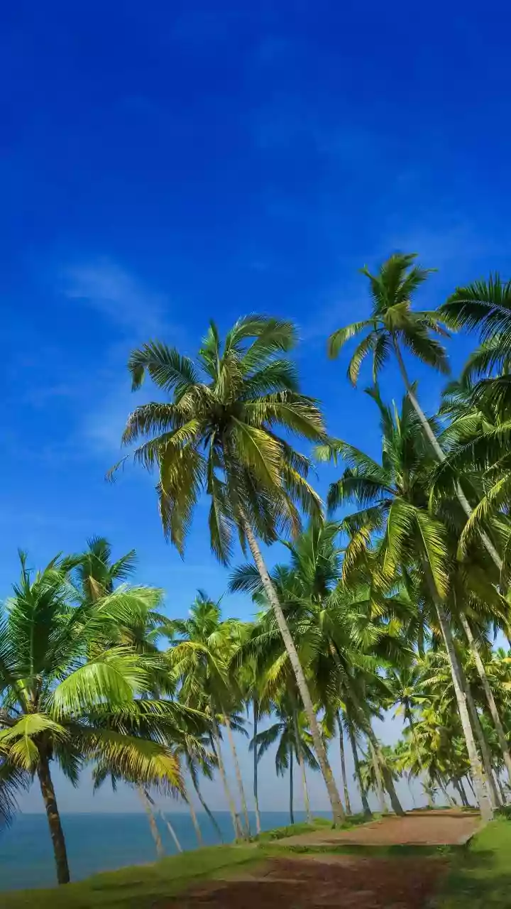 Coconut's Comeback: Boosting India's Sector in Budget 2026