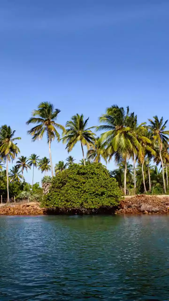 Expedição acha 31 novas espécies em águas profundas na costa do Ceará