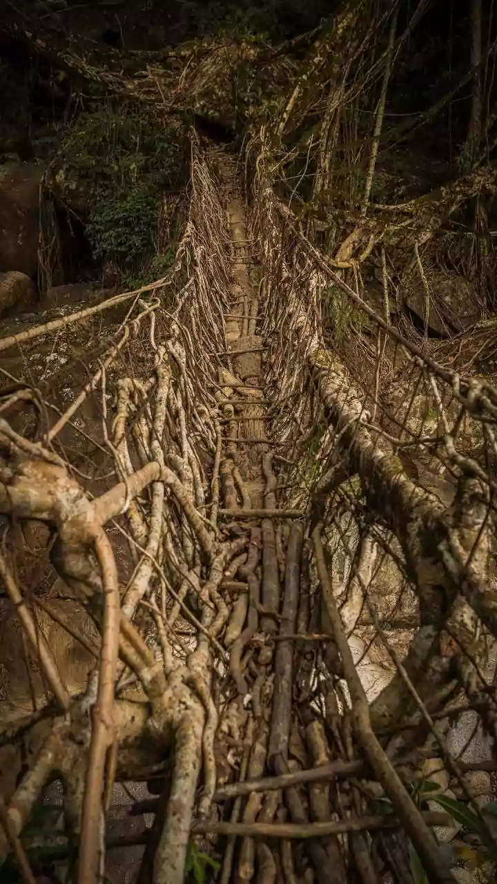How Sustainable Tourism Funding Circles Help Communities Protect Sensitive Living Root Infrastructures