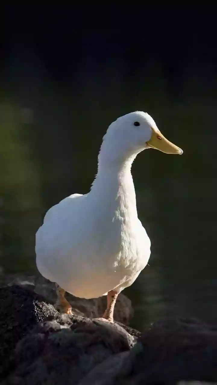 Foie gras proibido no Brasil: o que chefs do Rio pensam sobre a medida