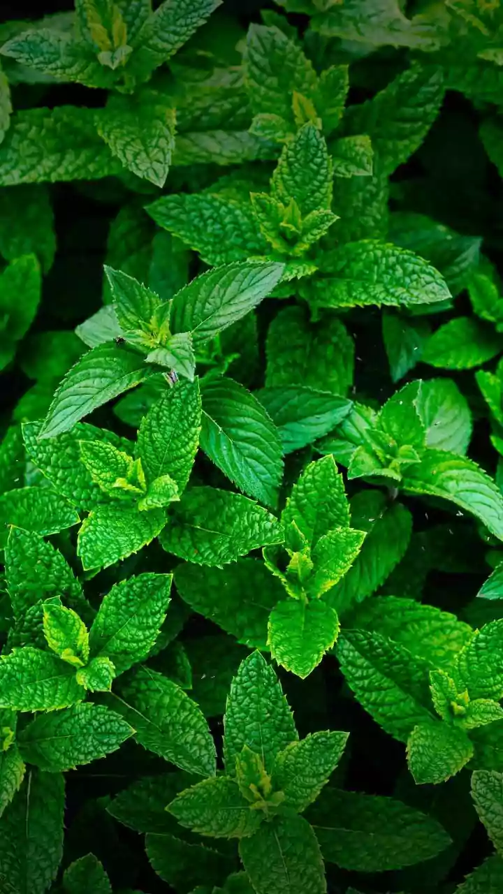 Why Mint And Chives Are Popular Picks For Shaded Balcony Gardens