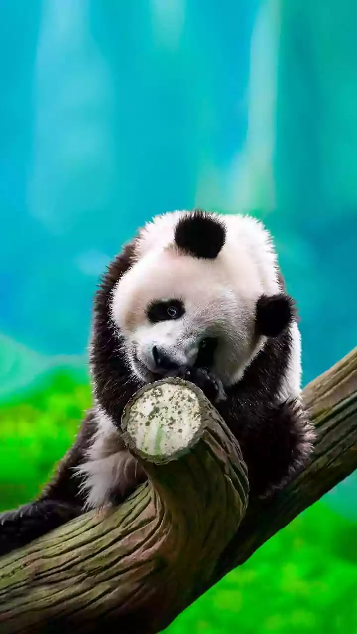 Hop on the Panda Bus! Fun Awaits