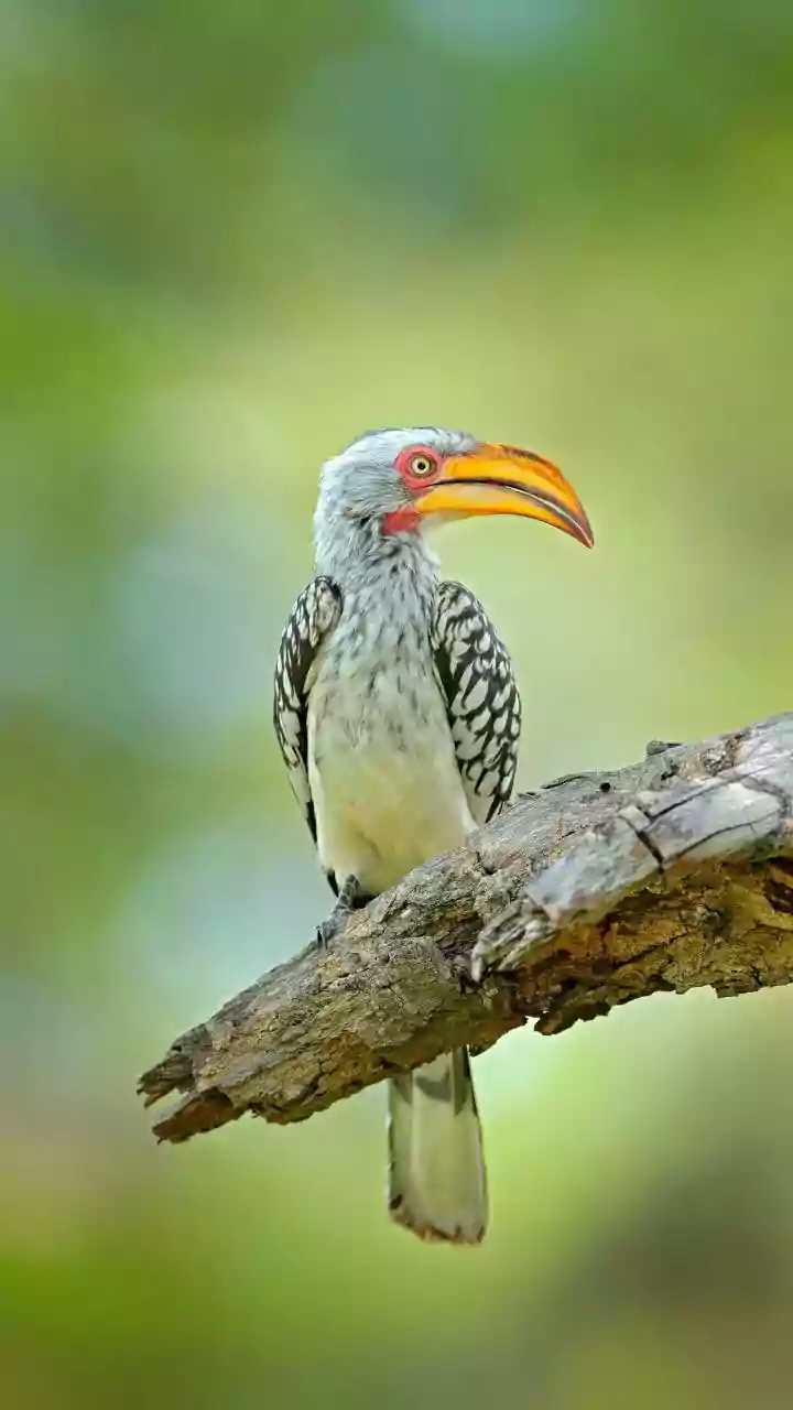 The New South Andaman Birding Trail Puts a Sightings List Alone under Fresh Scrutiny