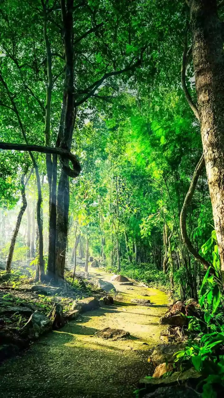 Discover Nature's Wonders: 5 Enriching Benefits of Bird-Watching Hikes