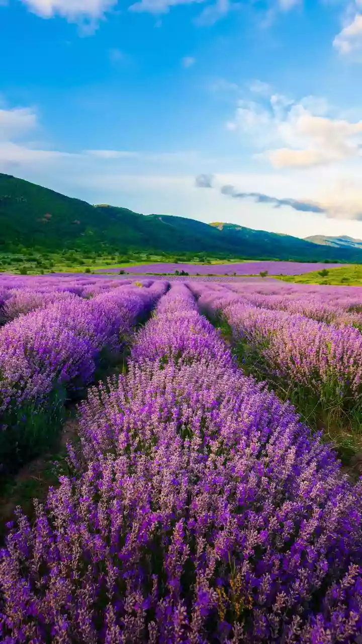 Lavender Festival 2026 to be held in J-K's Bhaderwah valley on June 6-7