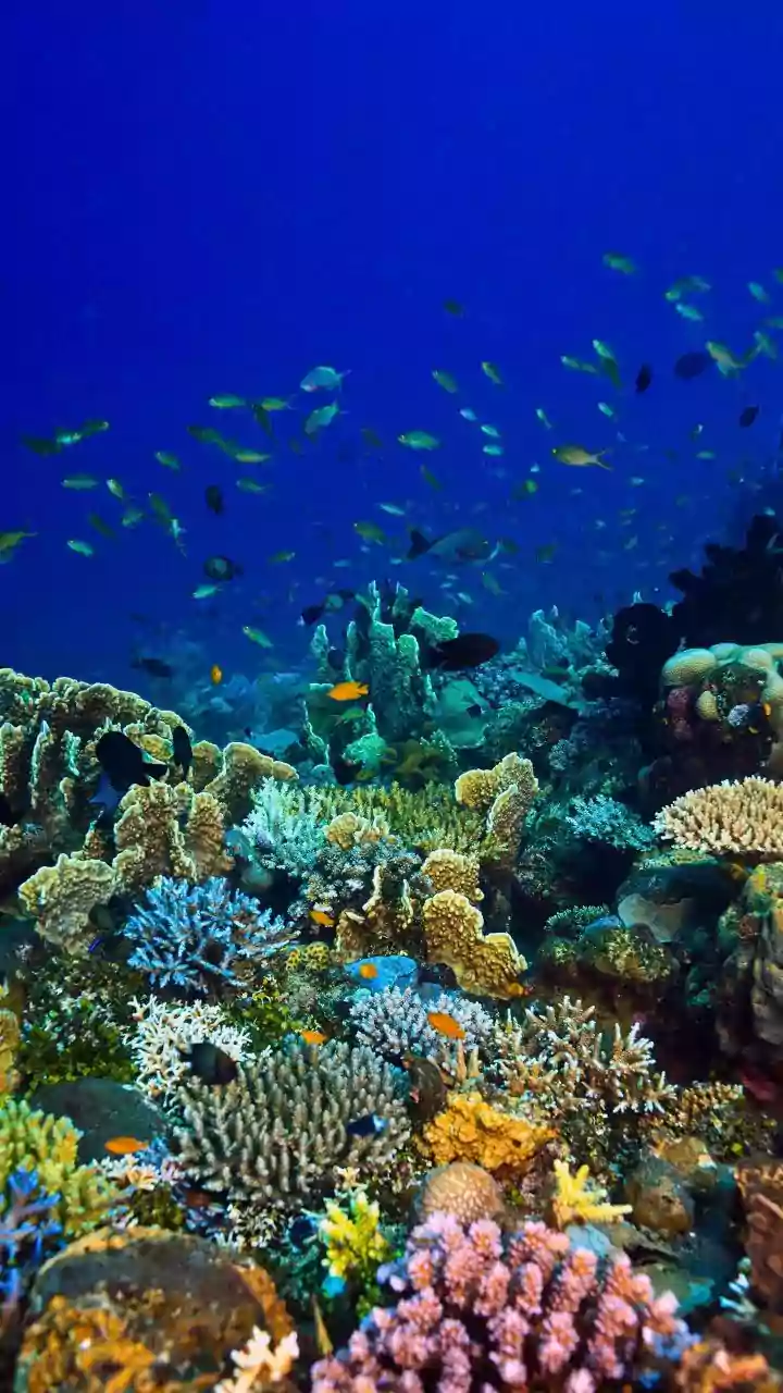 A Small Coral Study Finds Striking Results From Healthy Fragment Contact