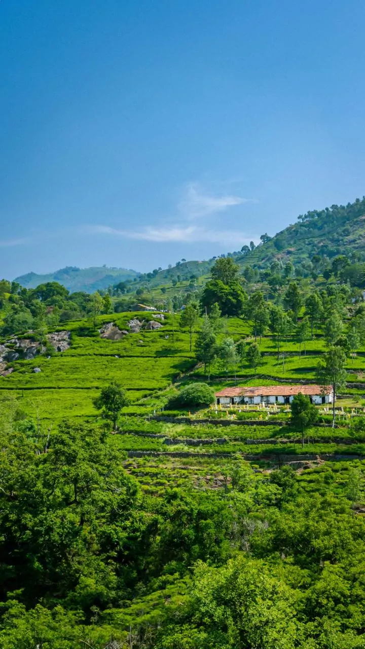 Off season staycations at Coorg coffee estates attract remote workers seeking green views