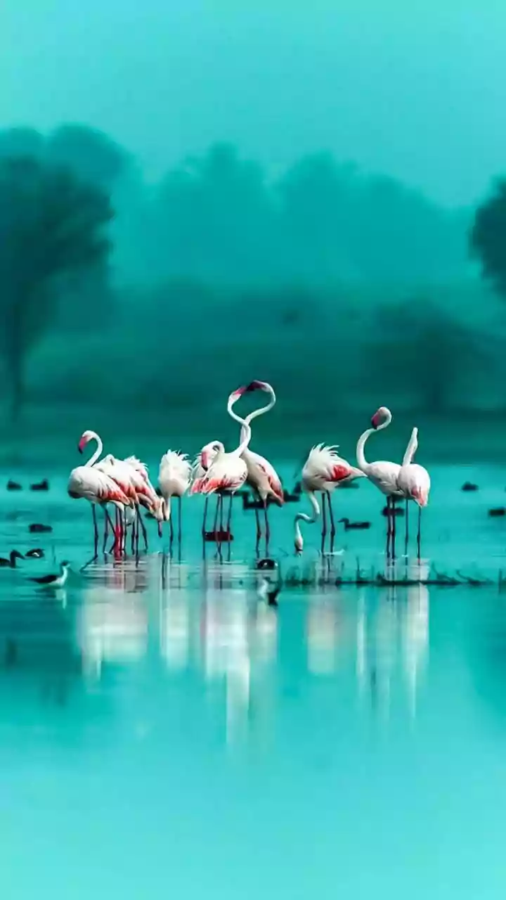 Greens Ask Maharashtra To Save Flamingo Lake
