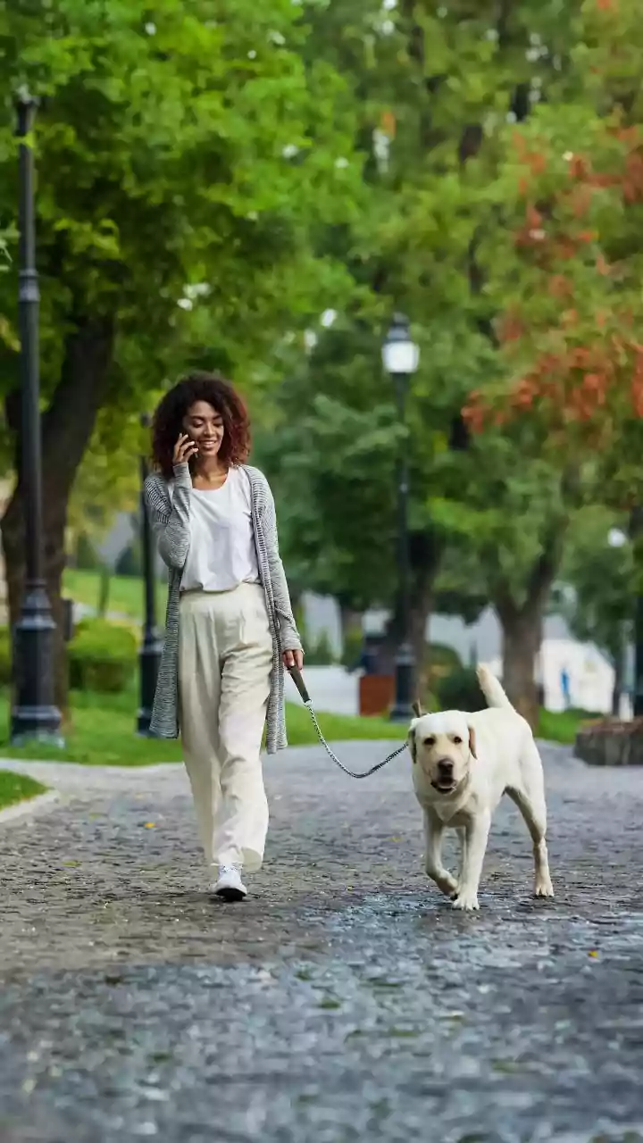 Dog-Friendly Walks Make Cities Feel Softer