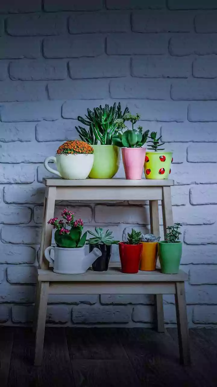 Apartment Gardening Can Begin With One Herb Pot Rather Than A Full Balcony Makeover