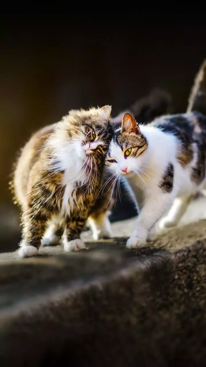 Os veterinários concordam: o apego de um gato é determinado pela frequência com que você conversa com ele e o acaricia