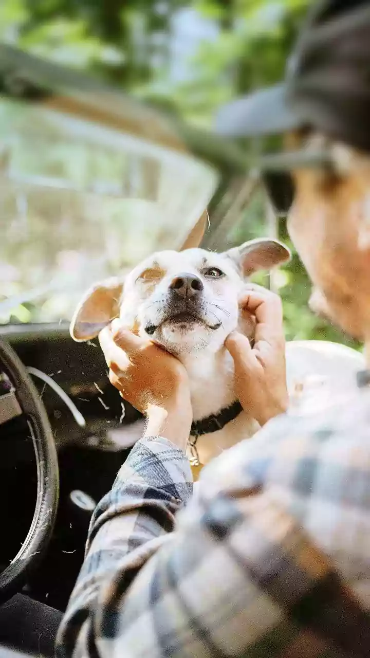 India's Pet-Care Expansion Makes Emergency Contacts a Booking Essential