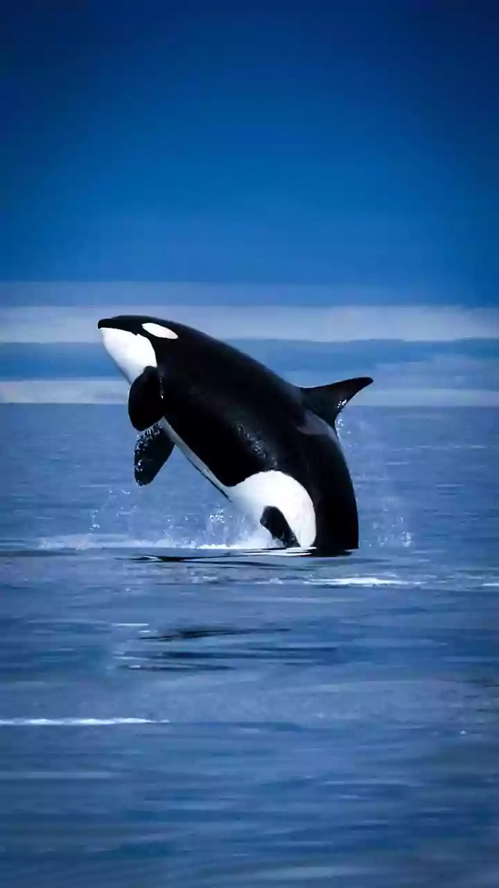 Aquecimento do mar pode estar fazendo falsas-orcas perderem peso, aponta estudo