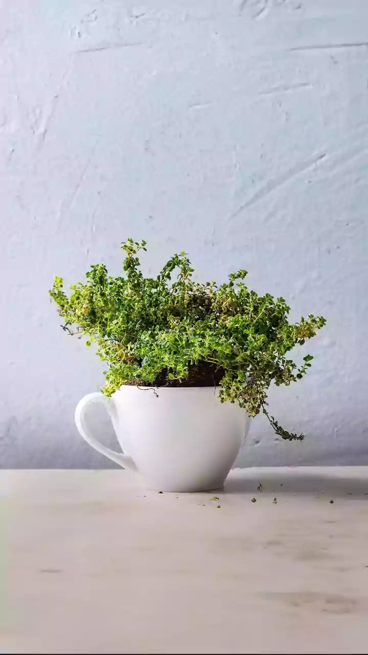 Apartment Dwellers Are Discovering Herbs That Thrive In Bright Indirect Light
