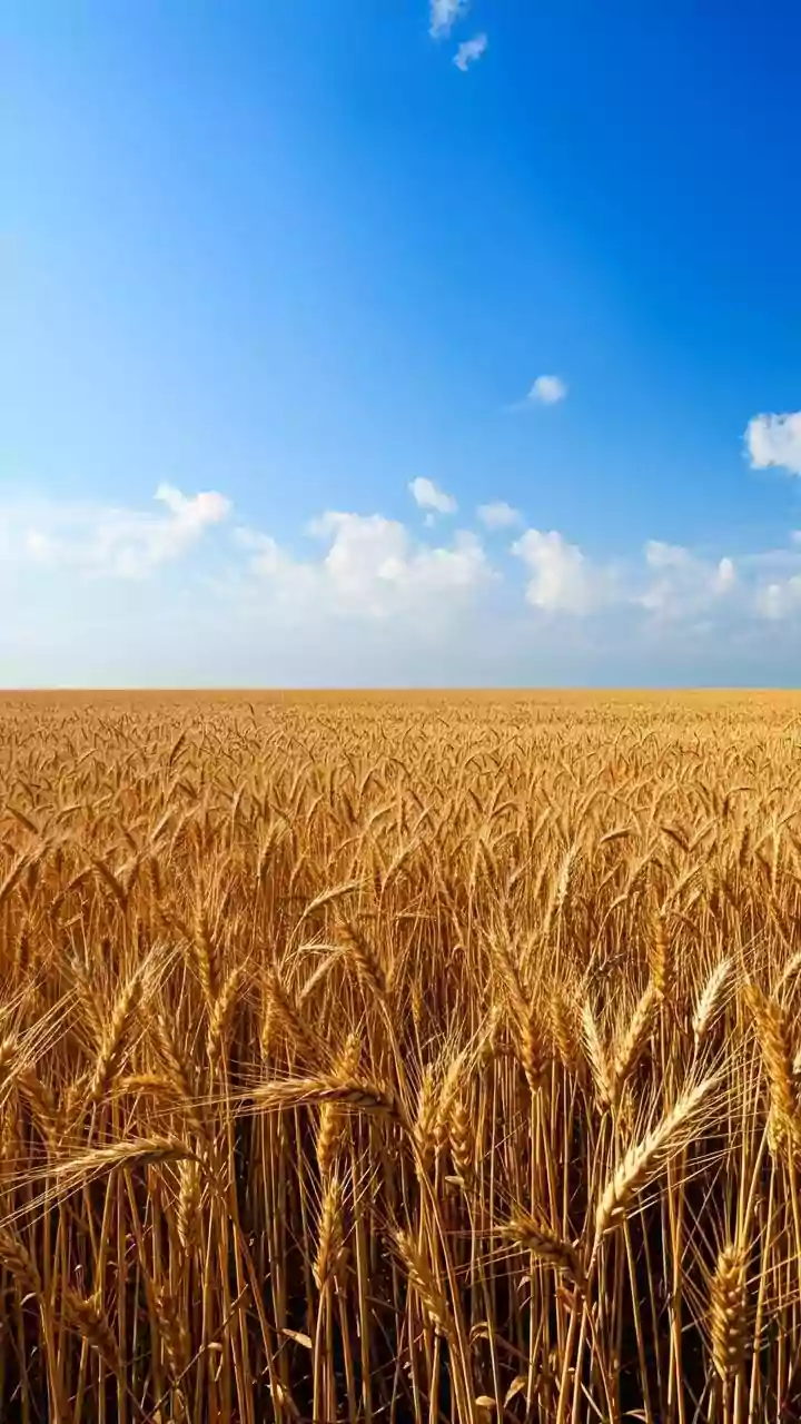India raises MSP for wheat and 5 rabi crops