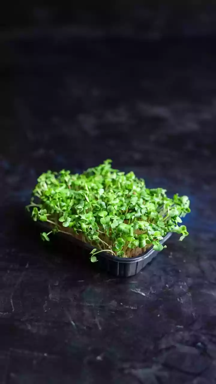 Apartment Gardening Just Got Easier With 5-Minute Microgreen Trays