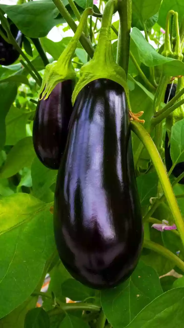 'HUGE Loss For Pakistan': Pakistani Farmer Breaks Down After Afghanistan Halts Trade | VIRAL VIDEO