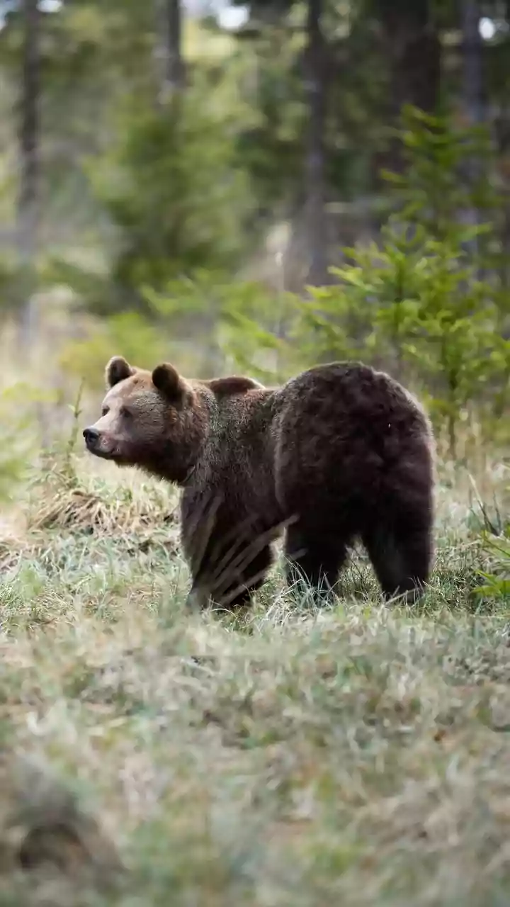 Urso ataca quatro pessoas em Fukushima, no Japão