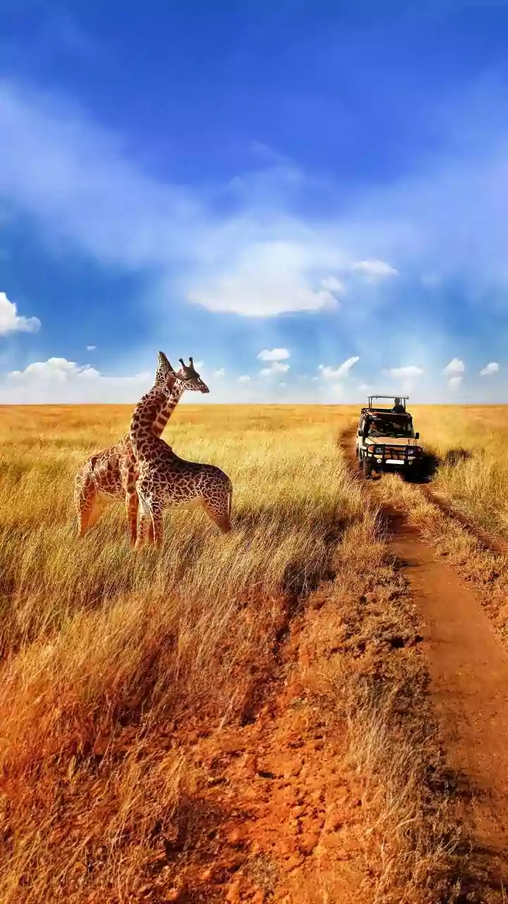 5 Prime Safari Gates: Your Best Bets for Tiger Sightings!