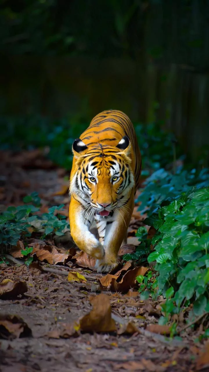 5 Best Indian Safari Gates: Spotting Tigers!