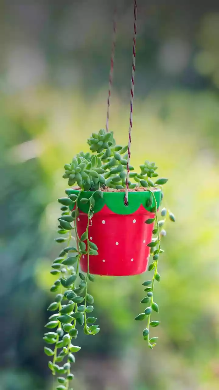 Hanging String Of Pearls Succulents Upgrades Balconies With Ultimate Aesthetic