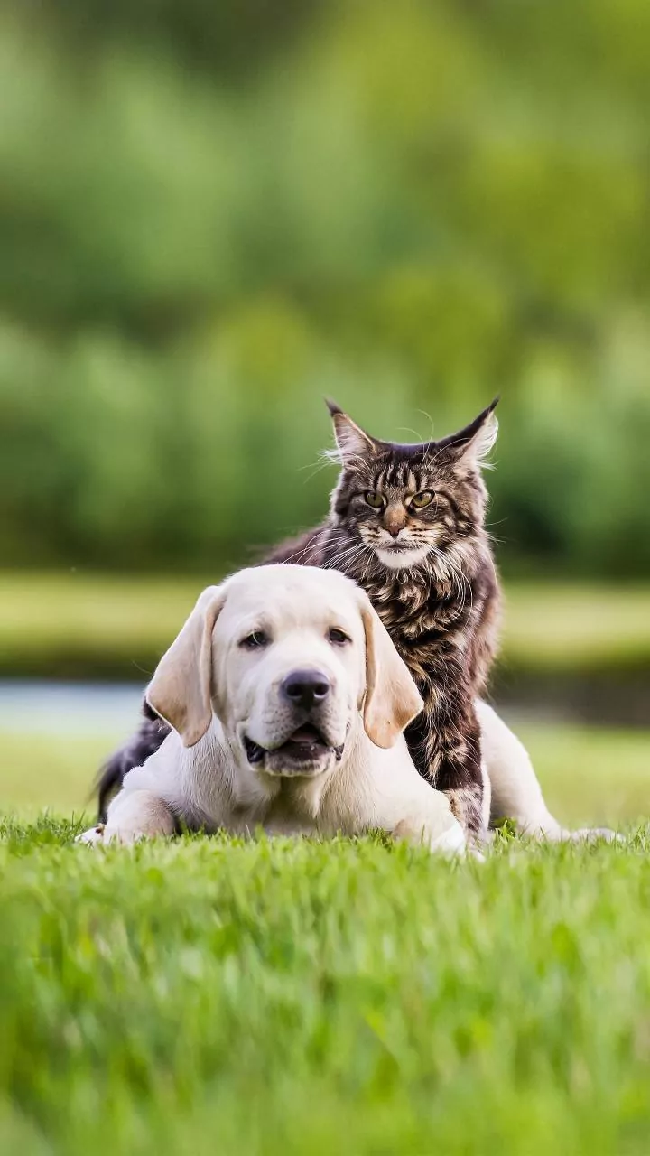 Top 5 Dog Breeds Harmoniously Coexisting with Your Feline Friends