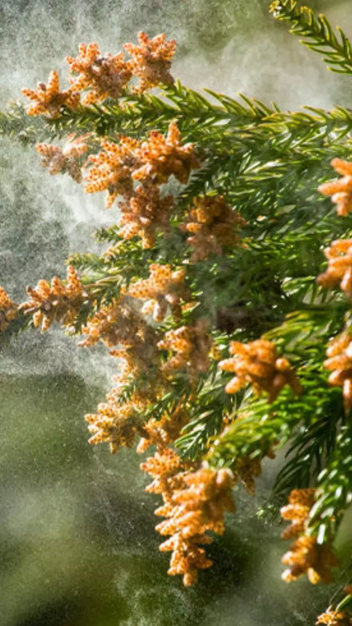 Eyes itchy? Nose runny? April allergens like dust and pollen could be the culprits—here's how to cope!