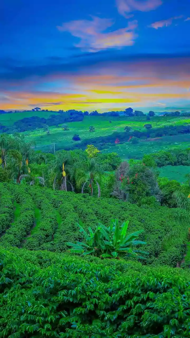 Climate Change Threatens Coffee Production Amid Global Weather Instabilities