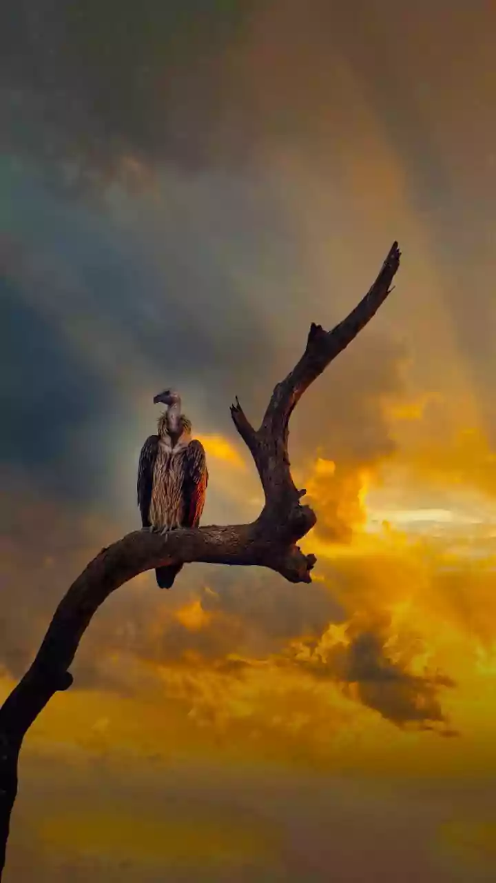 Earlier released vultures guide new batch during soft release at Pench