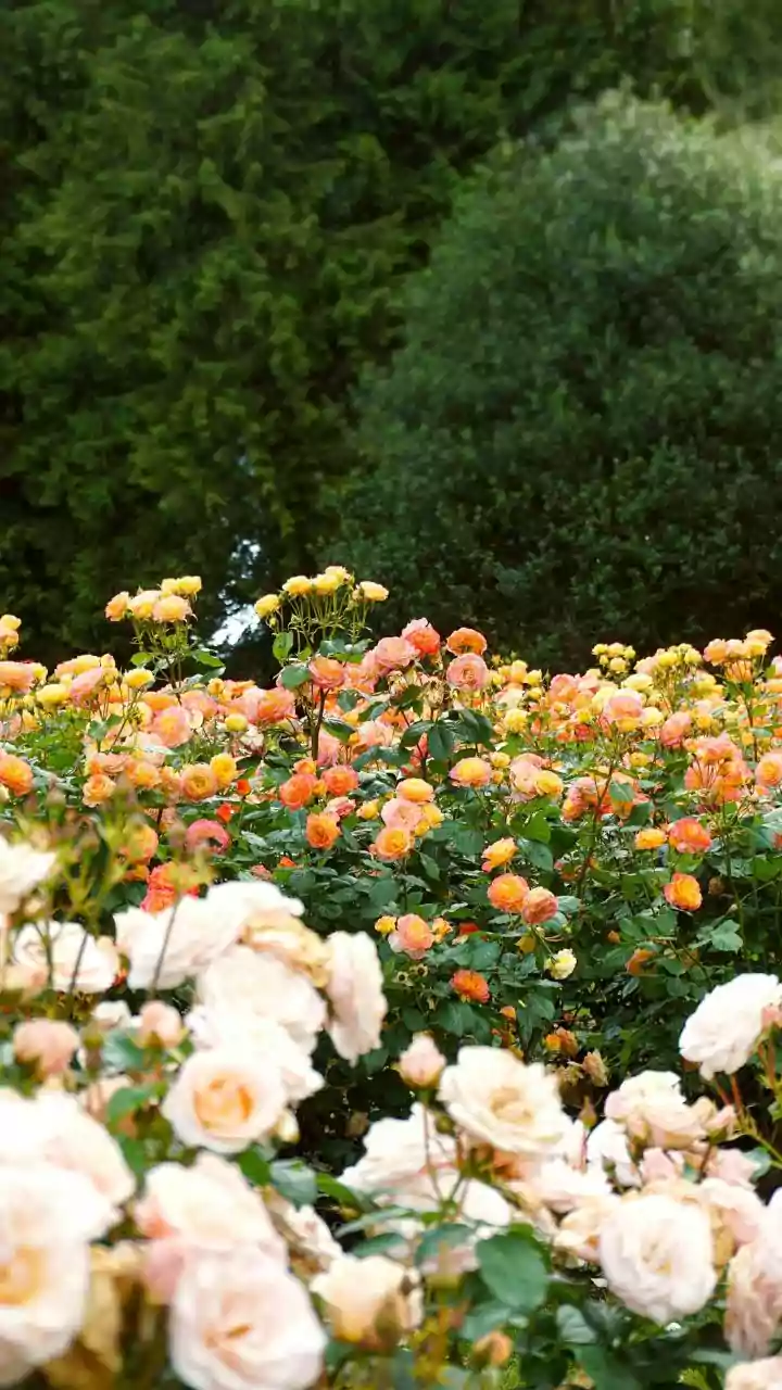 Why Autumn is Ideal for Planting Roses